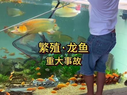 龍魚吃錯東西怎么辦