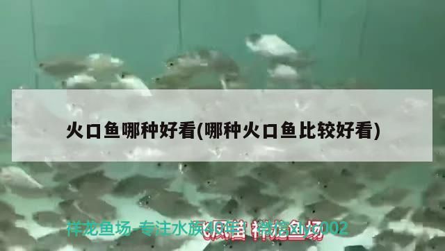 火口魚哪種好看(哪種火口魚比較好看)