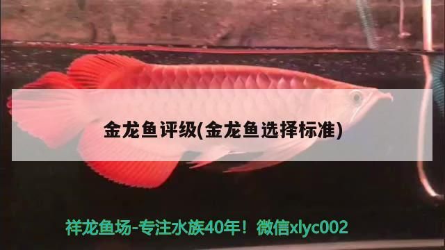 金龍魚評級(金龍魚選擇標(biāo)準(zhǔn))