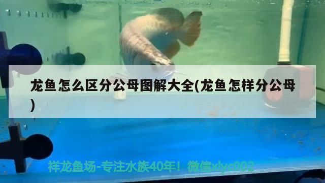 龍魚怎么區分公母圖解大全(龍魚怎樣分公母)