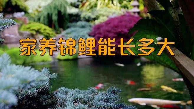 黃金龍鳳錦鯉魚能長多大（黃金龍鳳錦鯉能長多大） 黃金龍鳳錦鯉魚能長多大（黃金龍鳳錦鯉能長多大） 觀賞魚百科 第1張