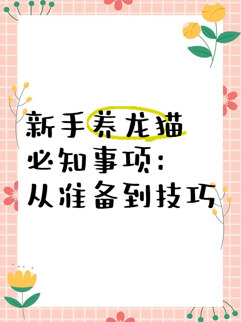 金色龍貓的市場(chǎng)價(jià)格是多少？