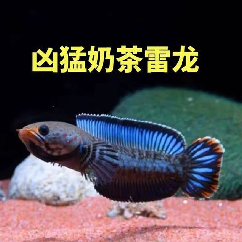 七彩雷龍和藍帆雷龍哪個更皮實