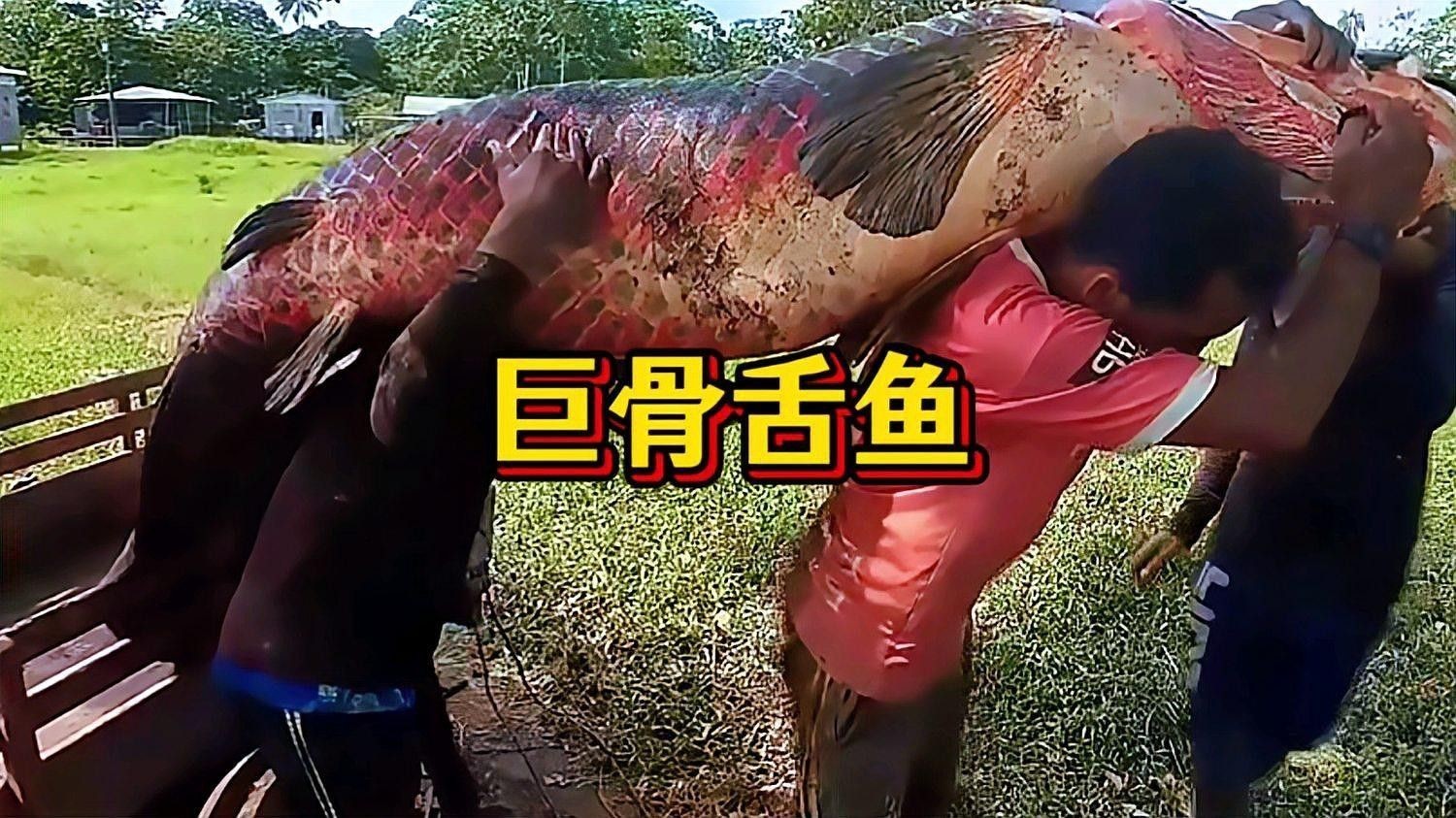 還有哪些魚屬于骨舌魚目（舌魚目成員：常見的骨舌魚目成員：骨舌魚目成員） 還有哪些魚屬于骨舌魚目（舌魚目成員：常見的骨舌魚目成員：骨舌魚目成員） 龍魚百科 第1張