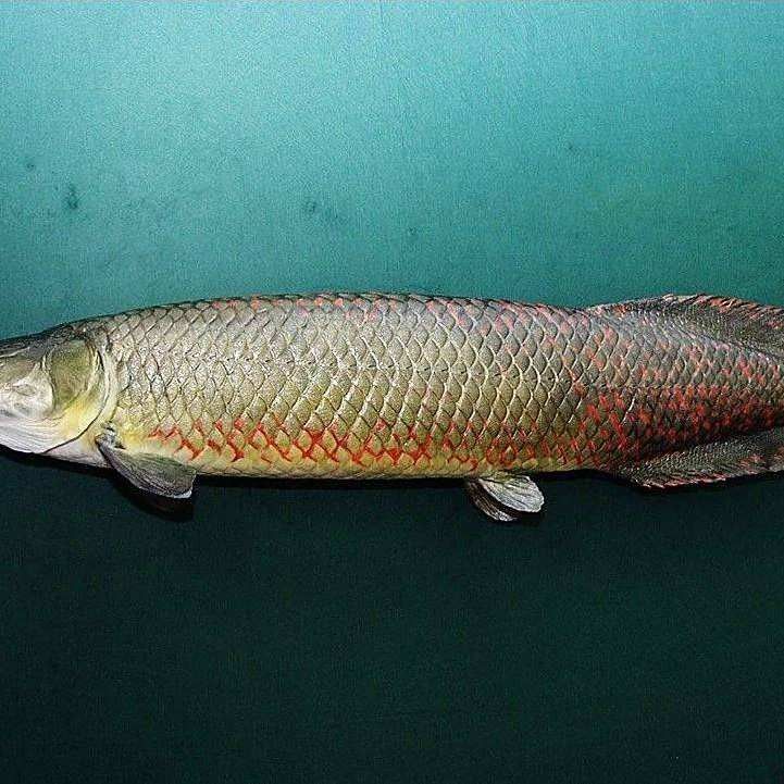 還有哪些魚屬于骨舌魚目（舌魚目成員：常見的骨舌魚目成員：骨舌魚目成員） 還有哪些魚屬于骨舌魚目（舌魚目成員：常見的骨舌魚目成員：骨舌魚目成員） 龍魚百科 第7張