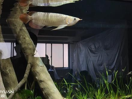 龍魚原生缸適合哪些品種的龍魚（龍魚原生缸適合什么品種的龍魚） 龍魚原生缸適合哪些品種的龍魚（龍魚原生缸適合什么品種的龍魚） 龍魚百科 第13張