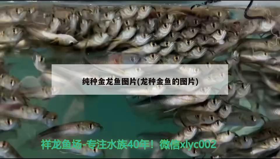 純種金龍魚圖片(龍種金魚的圖片) 純種金龍魚圖片(龍種金魚的圖片) 觀賞魚百科