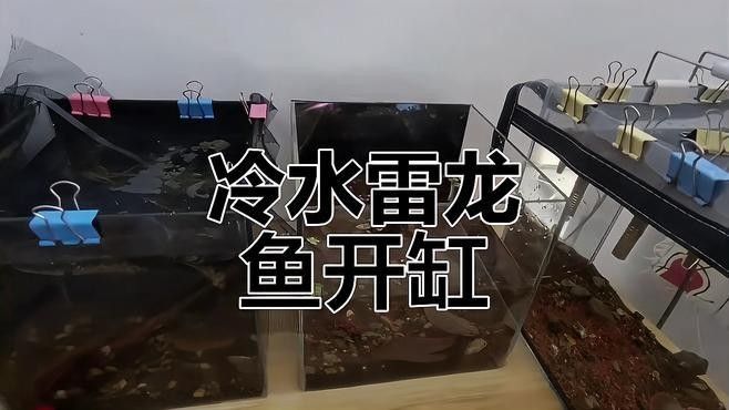冷水飼養雷龍魚需要多大的魚缸
