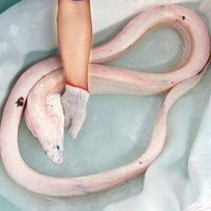 龍王魚(yú)俗稱什么魚(yú)（臺(tái)灣一男子海釣罕見(jiàn)收獲“怪魚(yú)”6米長(zhǎng)260斤重）