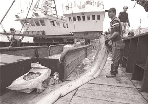 龍王魚(yú)俗稱什么魚(yú)（臺(tái)灣一男子海釣罕見(jiàn)收獲“怪魚(yú)”6米長(zhǎng)260斤重）