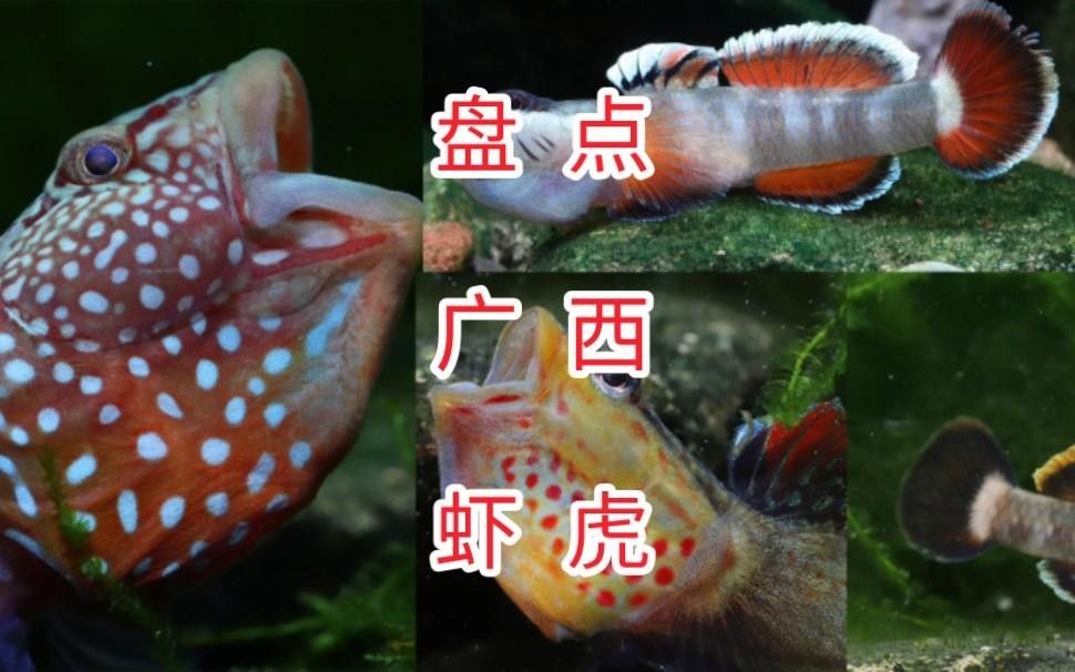 金城江龍江河都有哪些魚(yú) 金城江龍江河都有哪些魚(yú) 觀賞魚(yú)百科 第2張