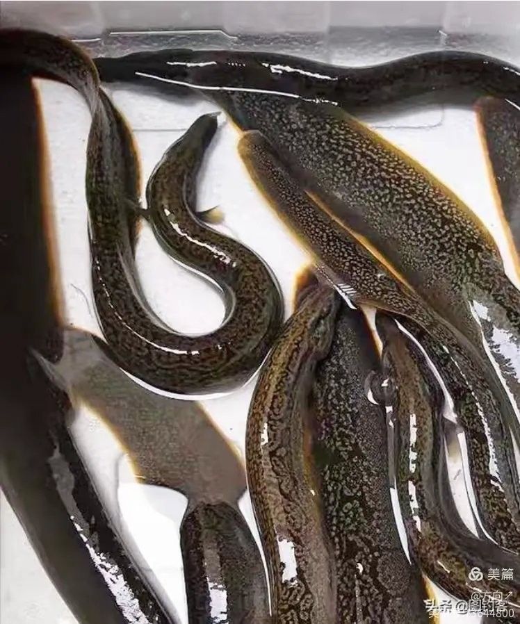 金城江龍江河都有哪些魚(yú) 金城江龍江河都有哪些魚(yú) 觀賞魚(yú)百科 第8張