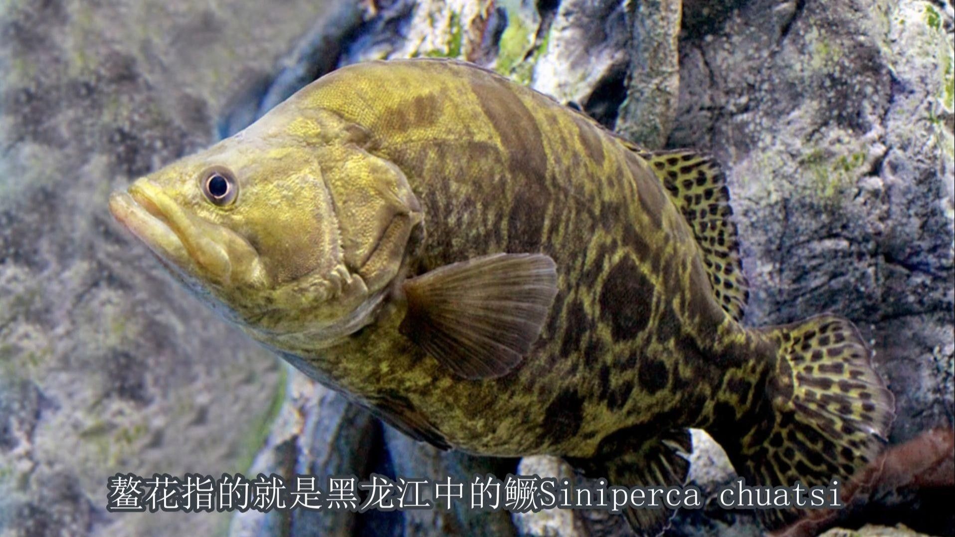 綏芬河野生魚種類 綏芬河野生魚種類 觀賞魚百科 第3張