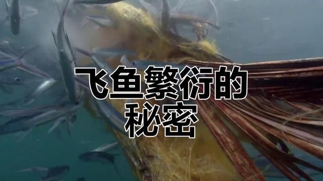 飛鳳魚(yú)還有哪些習(xí)性