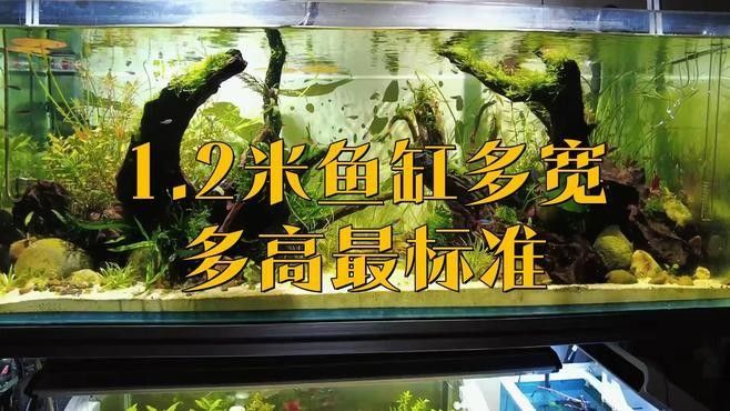 龍魚和地圖魚混養(yǎng)需要多大的魚缸？（bibliowave地圖魚和地圖魚混養(yǎng)指南） 龍魚和地圖魚混養(yǎng)需要多大的魚缸？（bibliowave地圖魚和地圖魚混養(yǎng)指南） 龍魚百科 第1張