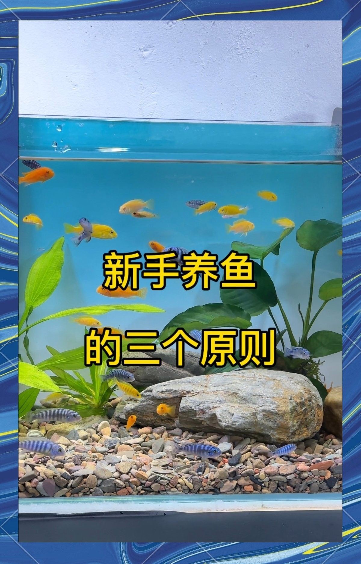 龍魚和地圖魚混養(yǎng)需要多大的魚缸？（bibliowave地圖魚和地圖魚混養(yǎng)指南） 龍魚和地圖魚混養(yǎng)需要多大的魚缸？（bibliowave地圖魚和地圖魚混養(yǎng)指南） 龍魚百科 第3張