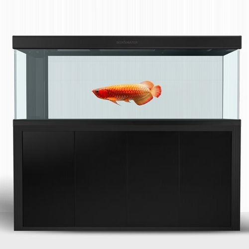 博特龍魚缸有哪些顏色可選？（博特大型水族箱免換水珊瑚缸仿生態觀賞魚）