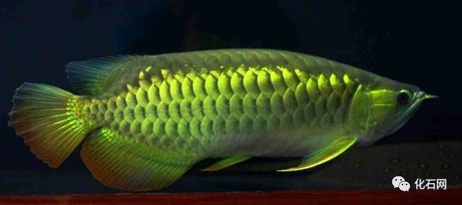 哪些品種的龍魚需要眼睛手術（上海龍魚做手術修眼手術修眼手術的龍魚品種及相關原因）