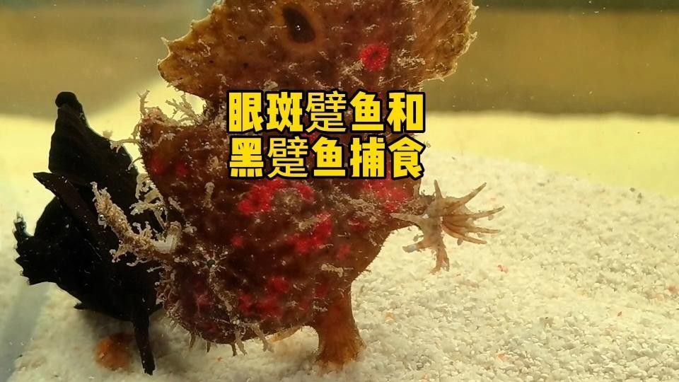 眼斑魚好養(yǎng)嗎（眼斑雀鱔藍(lán)帆眼斑怎么養(yǎng)有哪些技巧萌寵日常趣事）