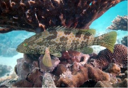 眼斑魚好養(yǎng)嗎（眼斑雀鱔藍(lán)帆眼斑怎么養(yǎng)有哪些技巧萌寵日常趣事）
