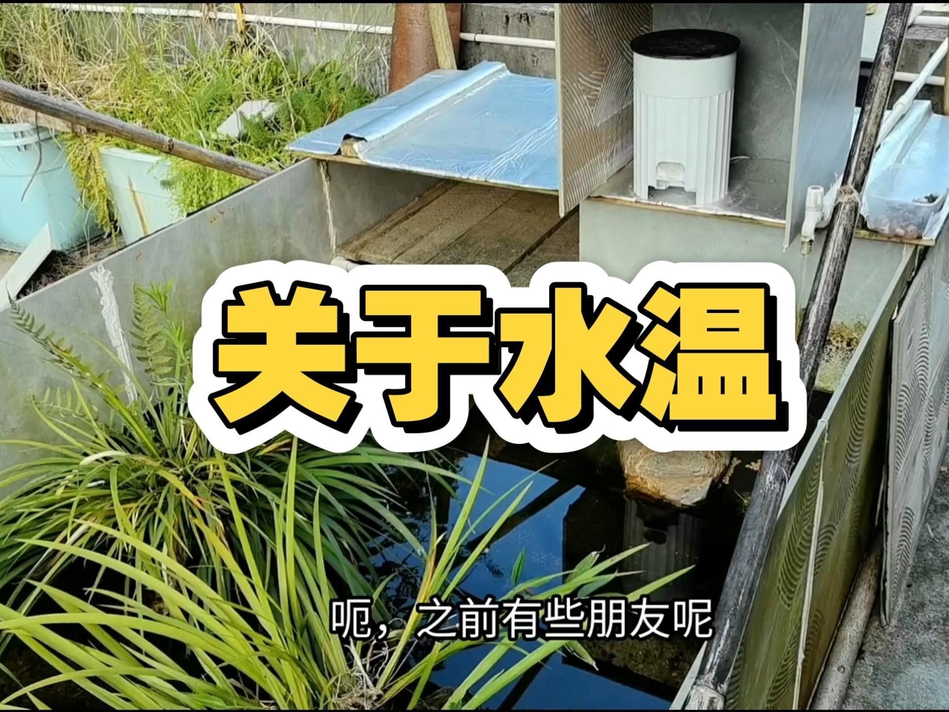眼斑魚好養(yǎng)嗎（眼斑雀鱔藍(lán)帆眼斑怎么養(yǎng)有哪些技巧萌寵日常趣事）