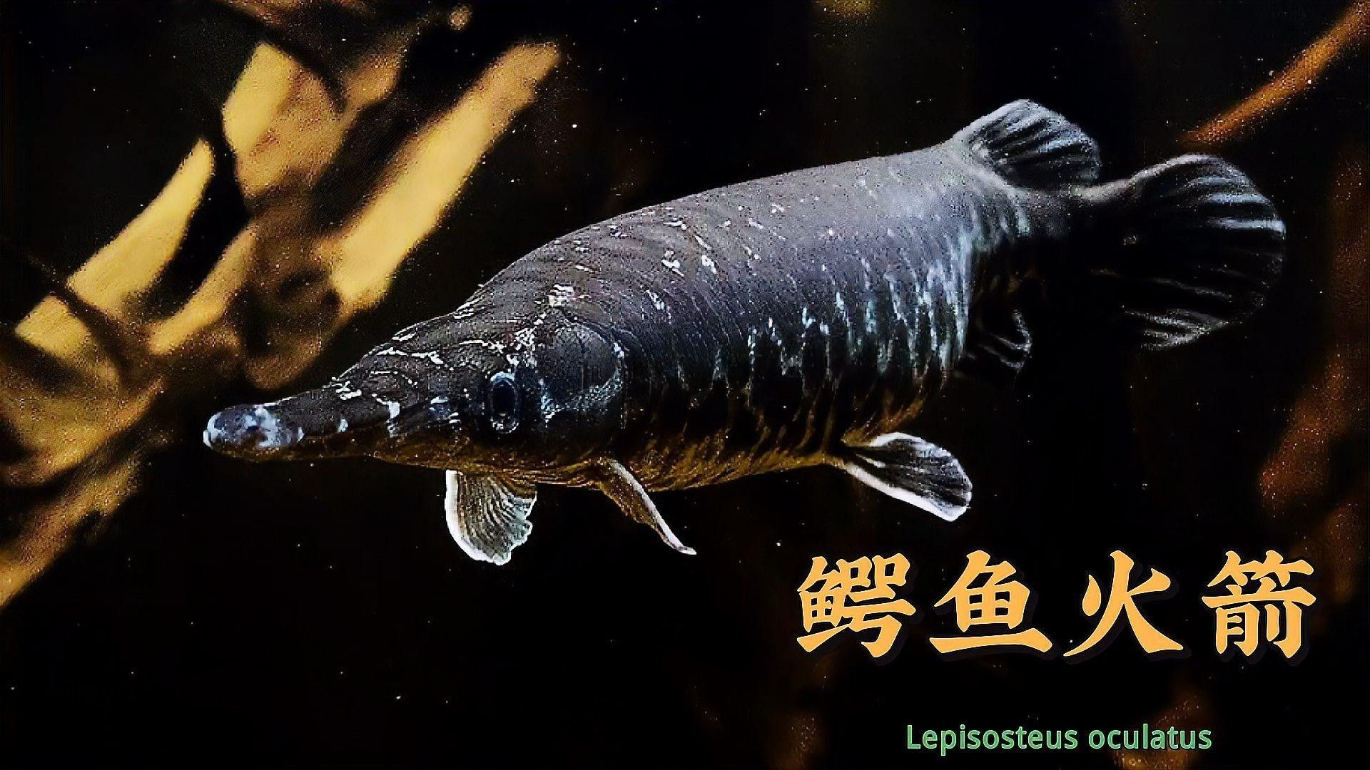 眼斑魚好養(yǎng)嗎（眼斑雀鱔藍(lán)帆眼斑怎么養(yǎng)有哪些技巧萌寵日常趣事）