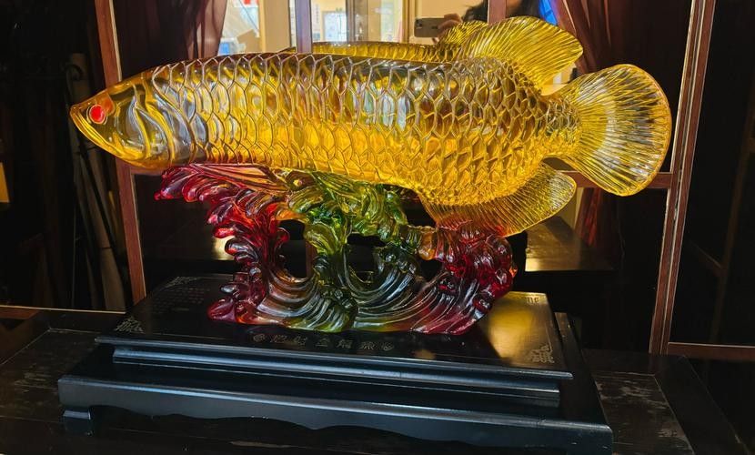 如何判斷龍魚是否受到壓迫？