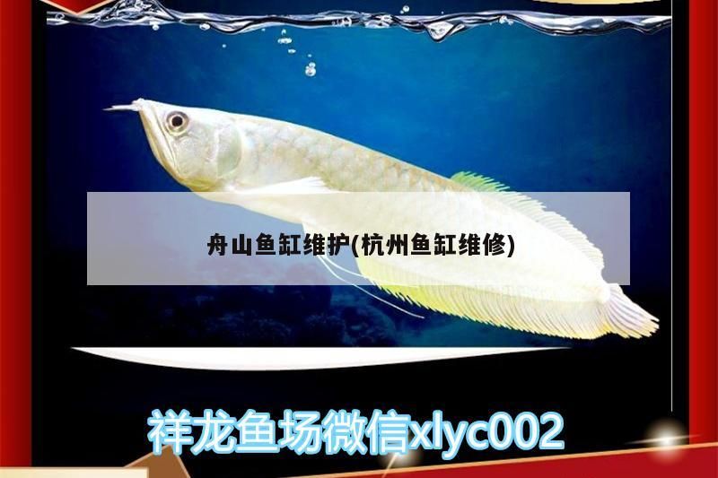 舟山魚缸維護(hù)(杭州魚缸維修)（舟山魚缸的維護(hù)） 舟山魚缸維護(hù)(杭州魚缸維修)（舟山魚缸的維護(hù)） 觀賞魚百科