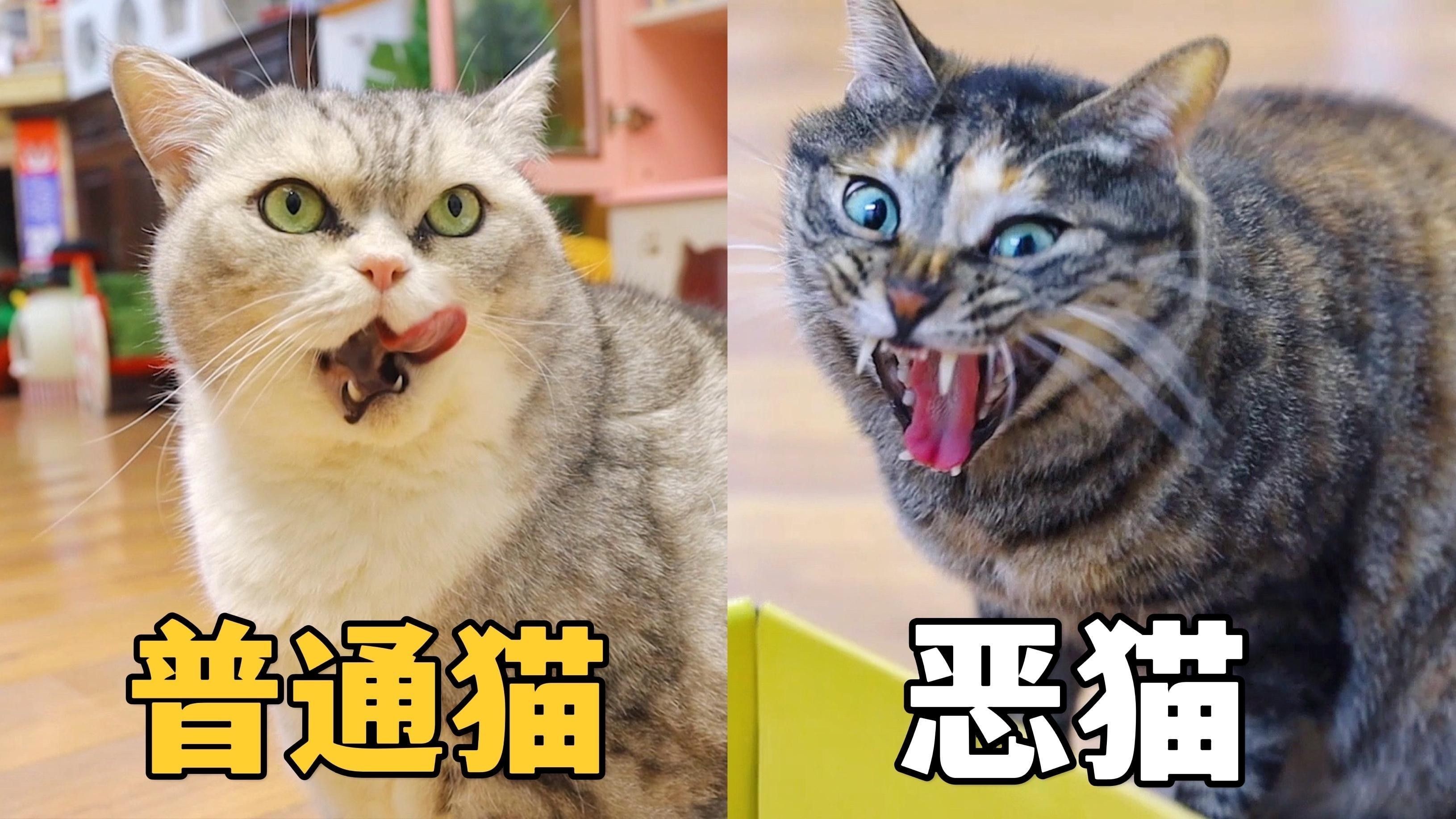 如何監(jiān)測龍貓的體重變化？（如何監(jiān)測龍貓的體重）