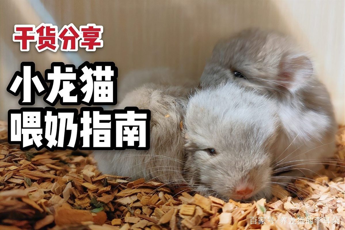 如何監(jiān)測龍貓的體重變化？（如何監(jiān)測龍貓的體重）