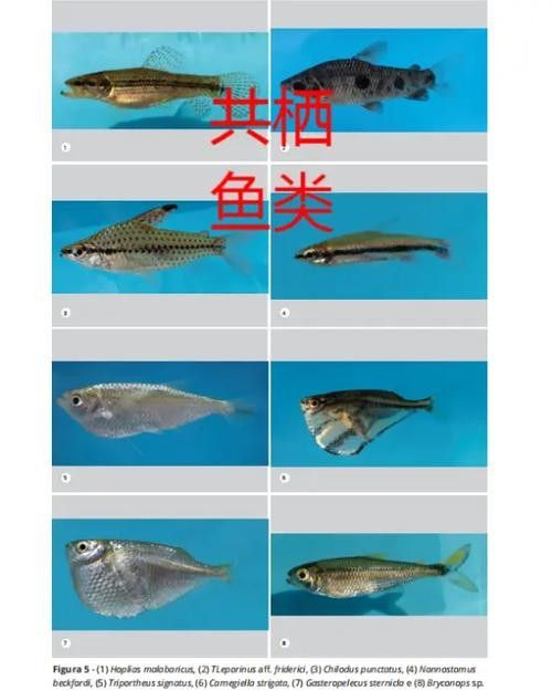 白子銀版魚最忌三種東西 白子銀版魚最忌三種東西 觀賞魚百科 第6張