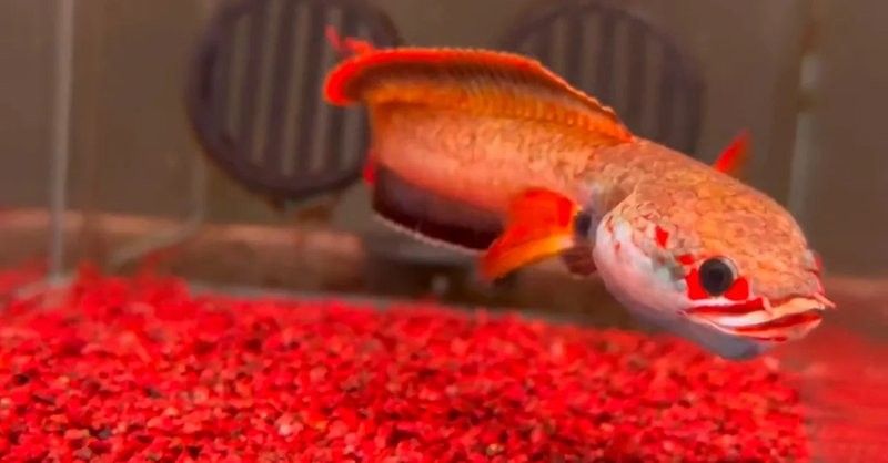 雷龍魚換水后需要停食多久（雷龍魚換水后多久可以喂食）