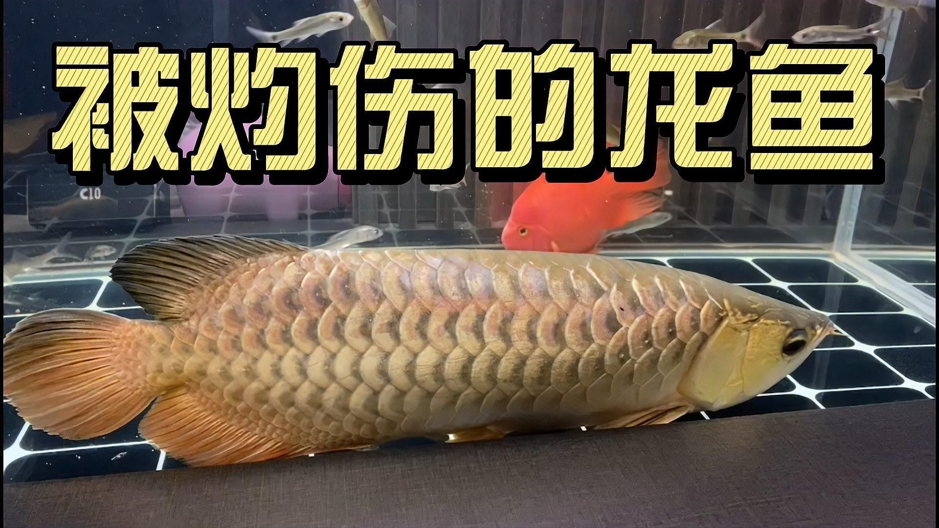 龍魚換水時需要注意什么？（龍魚換水時需要注意的事項：水質變化：龍魚對水質非常敏感）