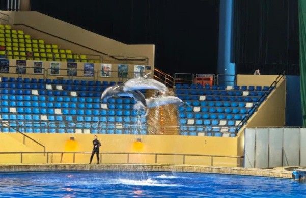 石柱哪個水族館龍魚好？祥龍魚場龍魚