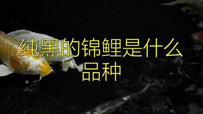 黑錦鯉是變種魚嗎（黑錦鯉是不是變種魚？）