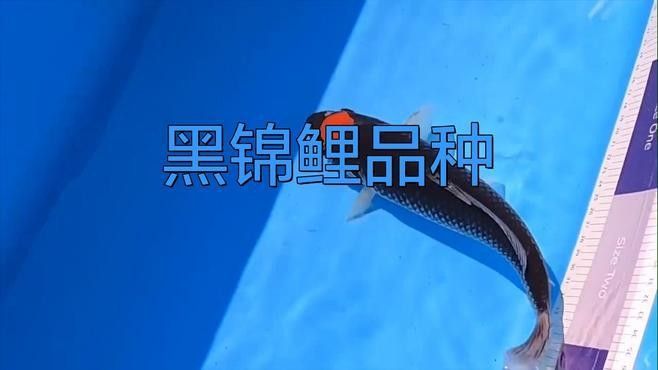 黑錦鯉是變種魚嗎（黑錦鯉是不是變種魚？）