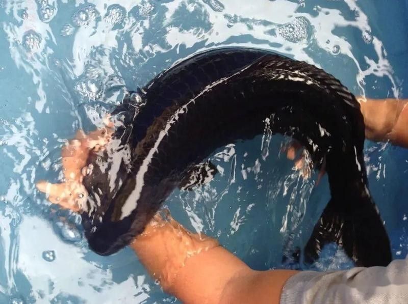 黑錦鯉是變種魚嗎（黑錦鯉是不是變種魚？）