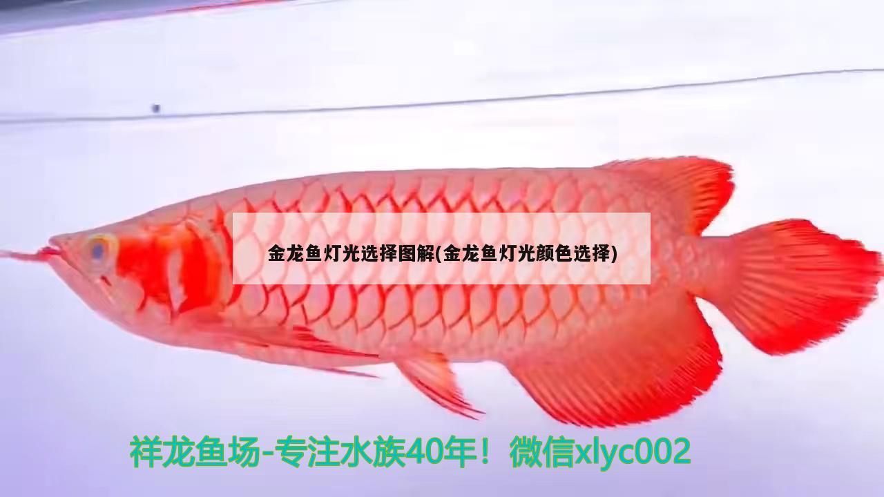 金龍魚燈光選擇圖解(金龍魚燈光顏色選擇) 金龍魚燈光選擇圖解(金龍魚燈光顏色選擇) 觀賞魚百科 第2張