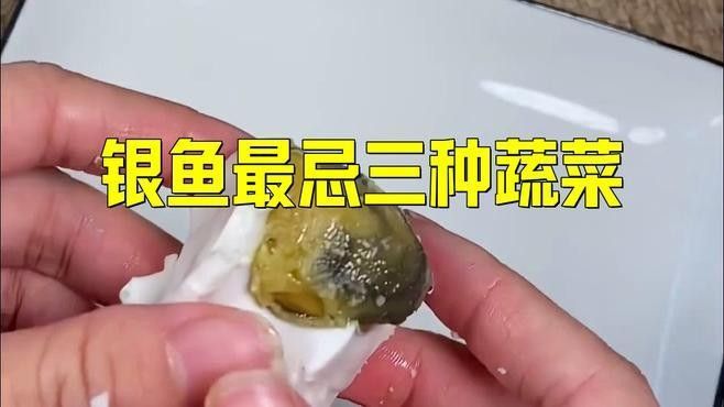 粗線銀版魚最忌三種食物（小銀魚不能和什么食物一起吃） 粗線銀版魚最忌三種食物（小銀魚不能和什么食物一起吃） 觀賞魚百科 第1張