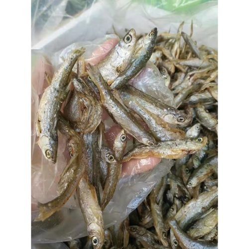 龍川金龍魚是雜牌子嗎 龍川金龍魚是雜牌子嗎 觀賞魚百科 第3張
