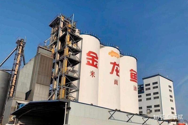 龍川金龍魚是雜牌子嗎 龍川金龍魚是雜牌子嗎 觀賞魚百科 第6張