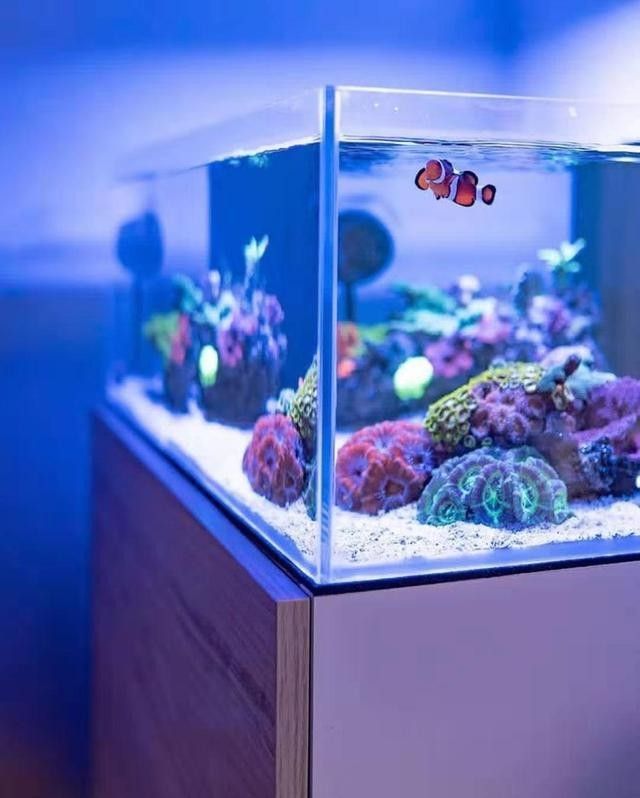 海水缸需要多大的空間（海水缸入門知識）