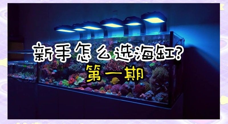 海水缸需要多大的空間（海水缸入門知識）