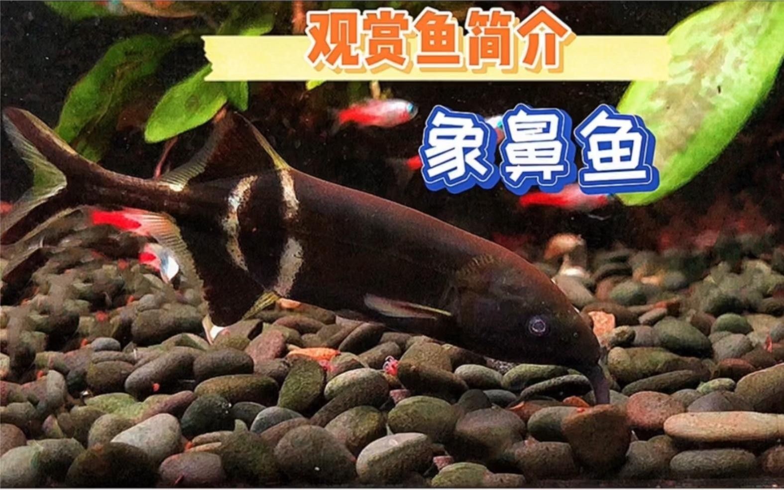 象鼻魚的種類（紐斯提亞上最高檔的海鮮之一象鼻魚的市場價格是多少）