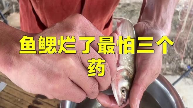 龍魚鰓蓋破損會自愈嗎？（魚鰓蓋爛了能自愈嗎）