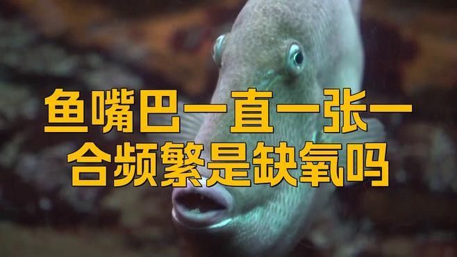 金龍魚嘴一張一合但沒其他癥狀（金龍魚嘴巴一直一張一合怎么回事）