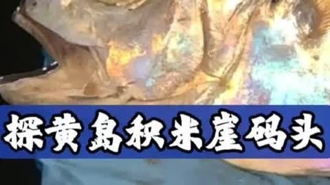 青島碼頭金魚
