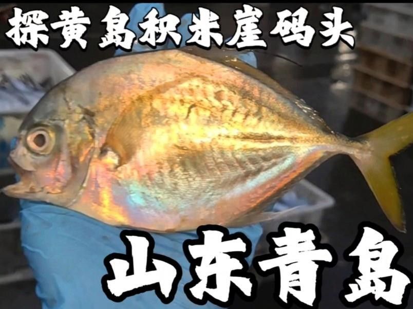 青島碼頭金魚