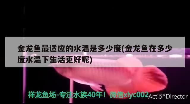 金龍魚最適應的水溫是多少度(金龍魚在多少度水溫下生活更好呢)（金龍魚最適應的水溫是多少度） 金龍魚最適應的水溫是多少度(金龍魚在多少度水溫下生活更好呢)（金龍魚最適應的水溫是多少度） 觀賞魚百科