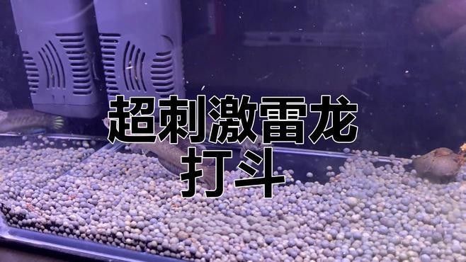雷龍魚打架一般持續多久（雷龍魚打架時間長度受多種因素影響雷龍魚打架時間長度）